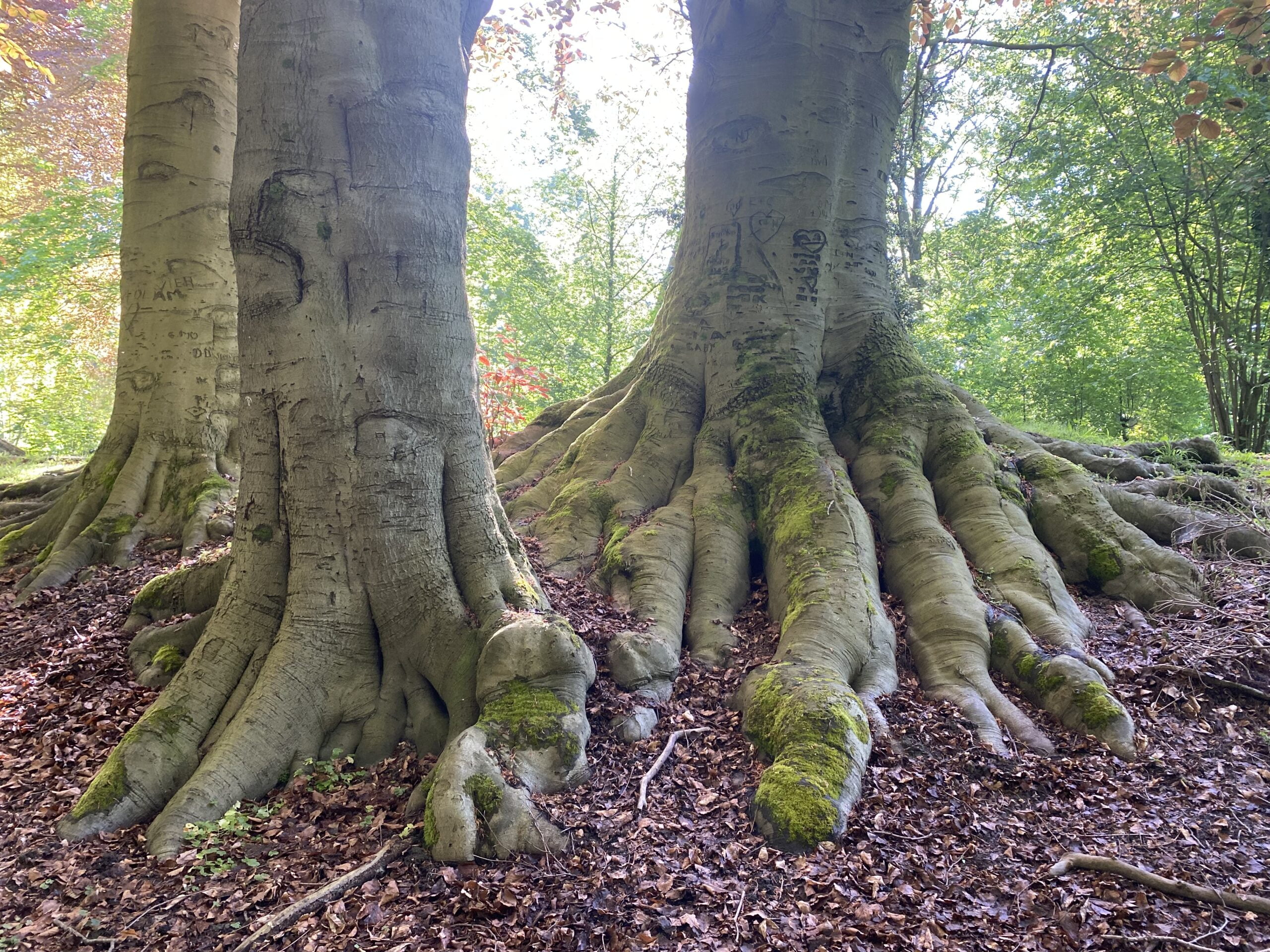 séance adultes stress et anxiété séance adultes stress et anxiété
