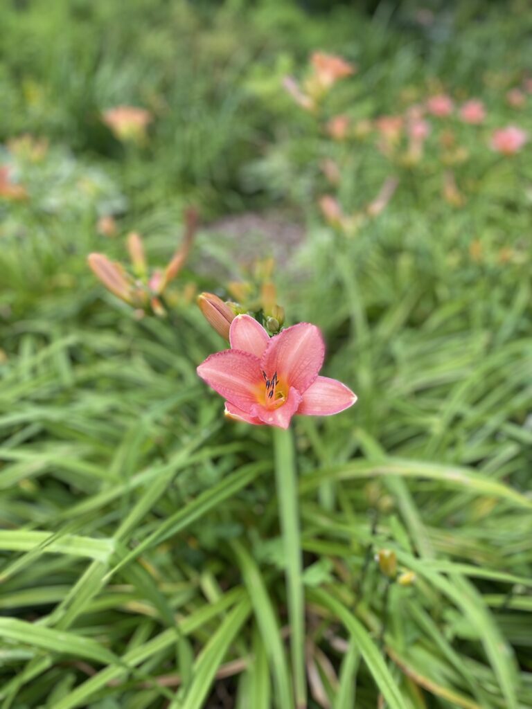 sophrologie enfants Marquette lez Lille